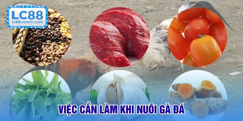 Những việc cần làm khi nuôi gà